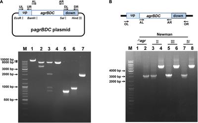 Accessory Gene Regulator (agr) Allelic Variants in Cognate Staphylococcus aureus Strain Display Similar Phenotypes